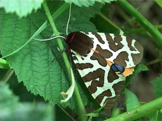 Brauner Bär ( Arctia caja ) : Nieuw Bergen NL, Nationalpark De Maasduinen, 12.08.2007